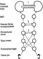 http://yanko.lib.ru/books/psycho/homskaya=neuropsychology=ann.files/image037.jpg